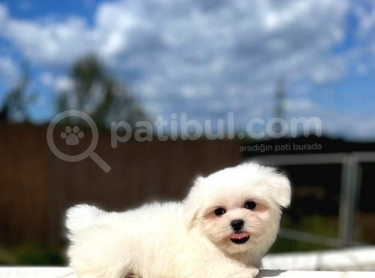 Maltese Terri̇er Yavrulari