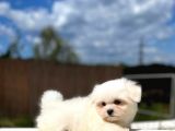 Maltese Terri̇er Yavrulari