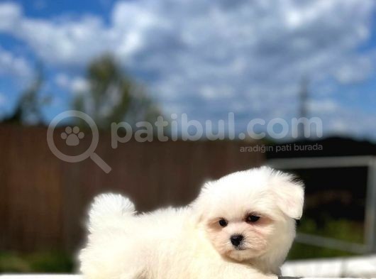 Maltese Terri̇er Yavrulari görsel