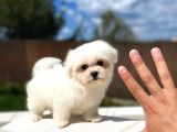 Maltese Terri̇er Yavrulari