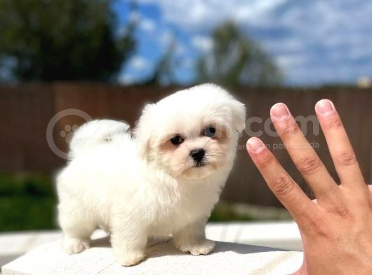 Maltese Terri̇er Yavrulari görsel