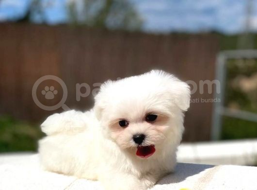 Maltese Terri̇er Yavrulari görsel