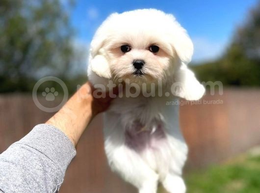 Maltese Terri̇er Yavrulari görsel