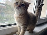 Scottish Fold Golden