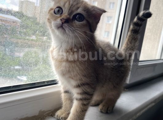 Scottish Fold Golden görsel
