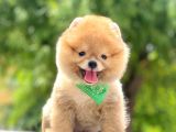 Safkan Pomeranian Boo Yavrular