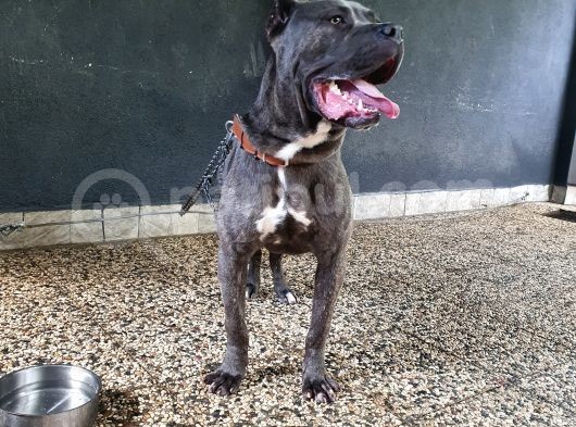 1 Yaşında Cane Corso Blue görsel