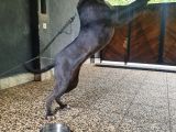 1 Yaşında Cane Corso Blue