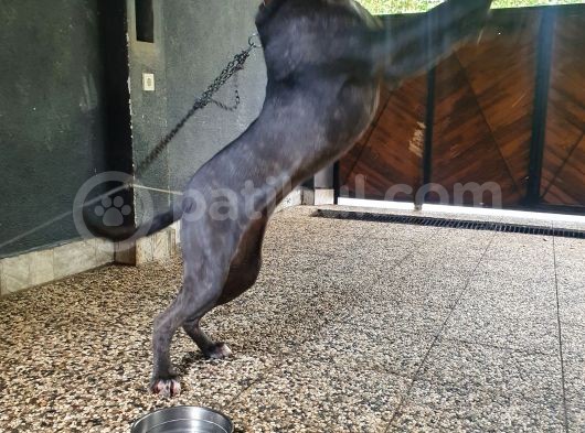 1 Yaşında Cane Corso Blue görsel