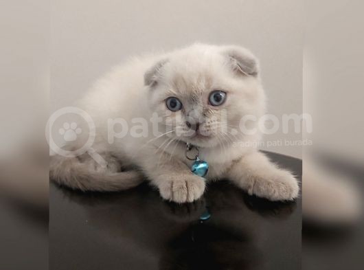 Safkan Blue Point Yavrular Yeni Yuvasına Hazırlar
