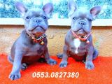 Mükemmel Anatomi̇ye Sahi̇p Blue Quad French Bulldog Yavrular İzmi̇r