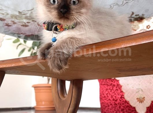 Saf Gen Scottish Blue Point görsel
