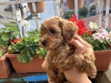 Maltipoo