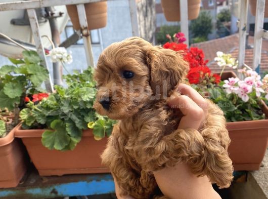 Maltipoo görsel