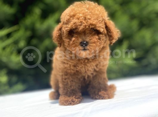 Red Toy Poodle Oyuncak Bebekler görsel