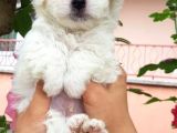 Maltese Terrier Yavrular