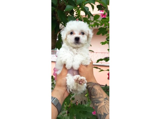 Maltese Terrier Yavrular
