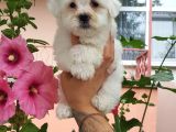 Maltese Terrier Yavrular