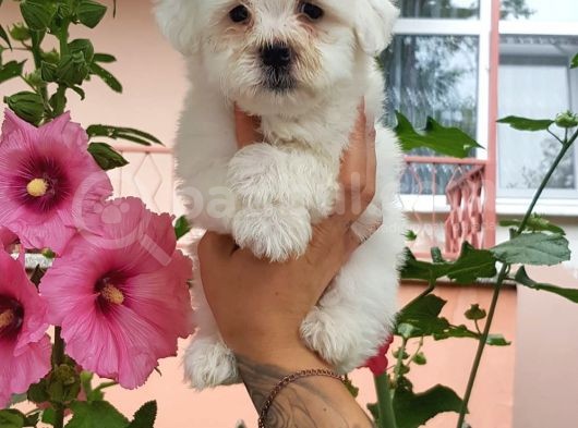 Maltese Terrier Yavrular görsel