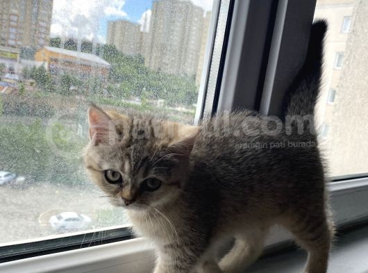 British Shorthair görsel