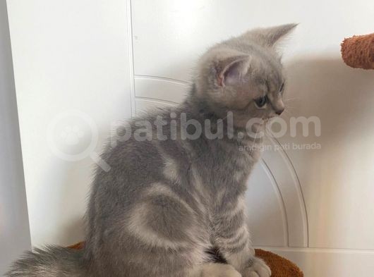 3 Aylık Pasaportlu Çipli Bobby görsel
