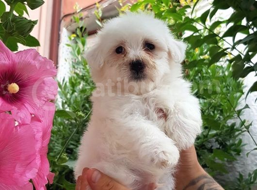 Maltese Terrier Yavrular görsel
