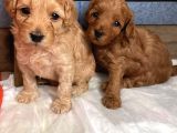 Maltipoo