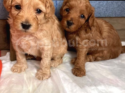 Maltipoo görsel