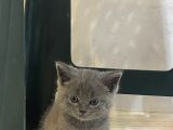 2 Aylık Brıtısh Shorthair