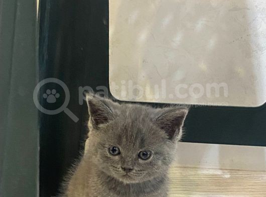 2 Aylık Brıtısh Shorthair görsel