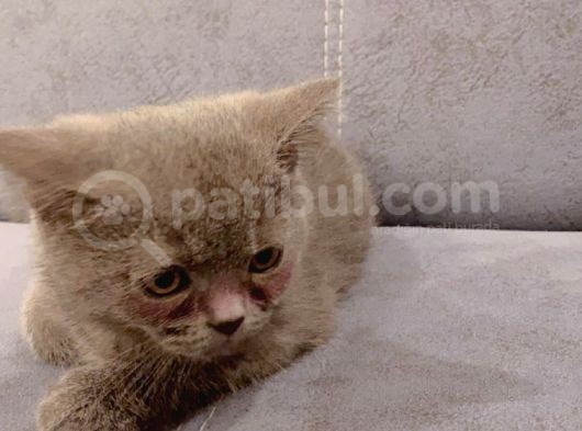 Izmir Çiğli Ev Kedisi Eğitimli görsel