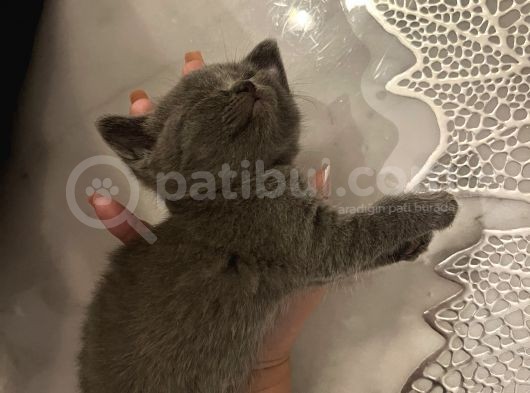 2 Aylık Brıtısh Shorthair görsel