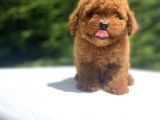 Red Toy Poodle Oyuncak Bebekler