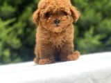 Red Toy Poodle Oyuncak Bebekler