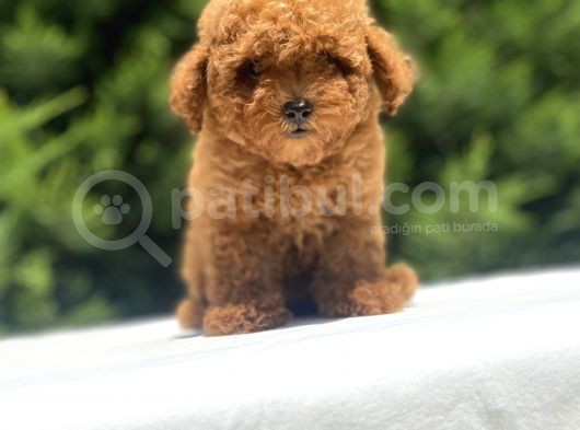 Red Toy Poodle Oyuncak Bebekler görsel