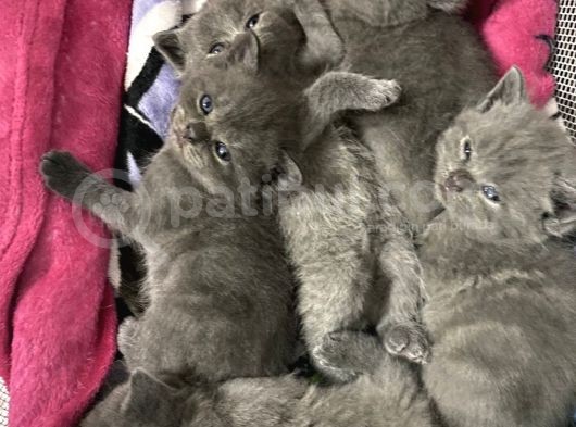2 Aylık Brıtısh Shorthair görsel