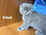 Kedi