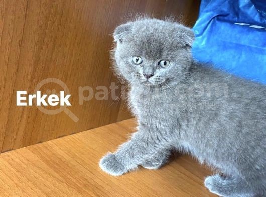 Kedi görsel