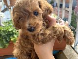 Maltipoo