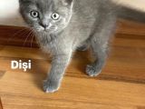Kedi