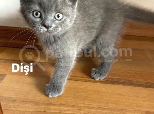 Kedi