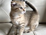 Scottish Fold Golden