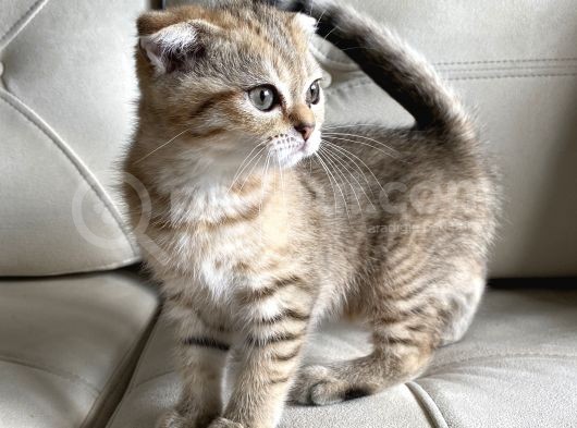 Scottish Fold Golden görsel