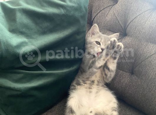 3 Aylık Pasaportlu Çipli Bobby görsel