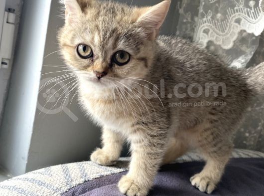British Shorthair görsel