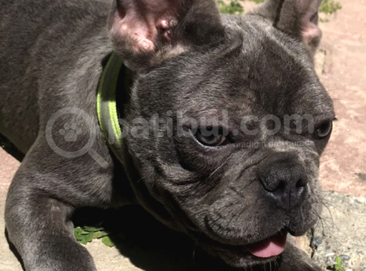 A Class Scr Exoti̇c French Bulldog Irk Garanti̇li̇ görsel