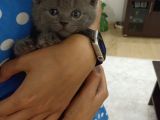 2 Aylık Brıtısh Shorthair