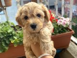 Maltipoo