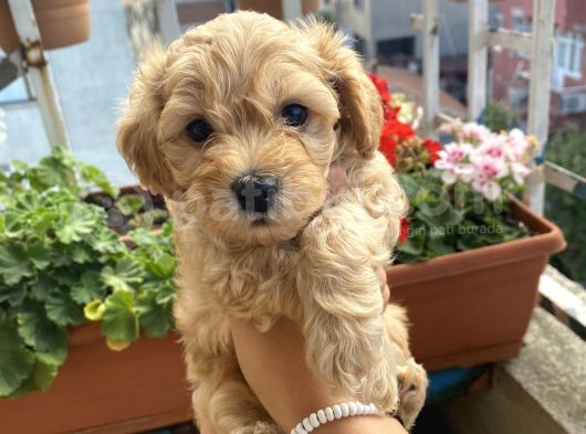 Maltipoo