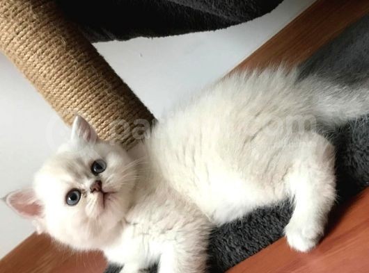 Safkan Şecere Çıkarılabilen A Kalitede Yavrular görsel